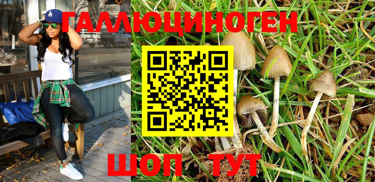 где найти   Псилоцибиновые грибы Magic Shrooms  Вход с VPN  Крымск  Псилоцибиновые грибы мицелий 